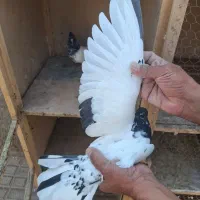 جفت کله سیاه و دو جوانه کاکلی|پرنده|فردوس (خراسان), |دیوار