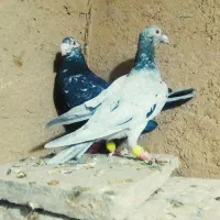 کفتر سرور و ابلغ و آلمانی چاپی