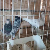 کبوتر|پرنده|آزادشهر, |دیوار