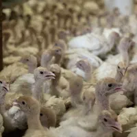 پروار بندی طیور|حیوانات مزرعه|اصفهان, شاهزاده ابراهیم|دیوار