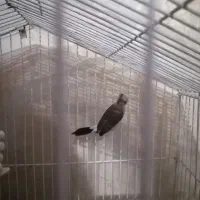 فنچ|پرنده|شهر ری, منصوریه منگل|دیوار