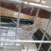 دوعددعروس هلندی بالغ ماده دستی|پرنده|تهران, مهرآباد|دیوار