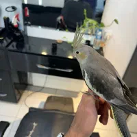 عروس هلندی گم شده|حیوانات|امیدیه, |دیوار