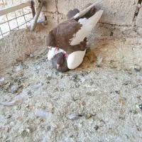 نرو ماده چیش چنگ سفید