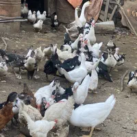 اردک اسراییلی|حیوانات مزرعه|رشت, حومه رشت|دیوار