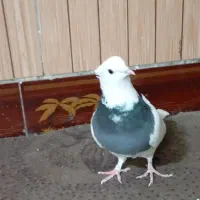 کفتر صید طوقی|پرنده|تربت جام, معدآباد|دیوار