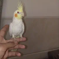 قناری عروس هلندی مرغ عشق|پرنده|یزد, |دیوار