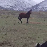 کره اسب نریان کرد درشوری