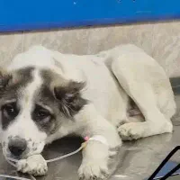 طوله سگ البای قلدور