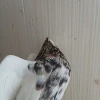 کبوتر طوق الماسی