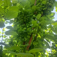 باغچه ۵۳۰متری رضی آباد حریری