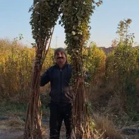 نهال آلو و هلو|خدمات باغبانی و درختکاری|نیشابور, بلوار گلها|دیوار