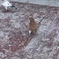 سرک سیاه|پرنده|شیراز, شهرک نیروی انتظامی|دیوار