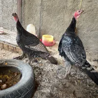 بوقلمون نر و ماده