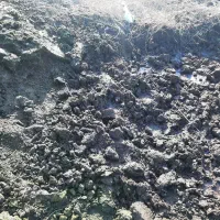 کود خشک گاو|خدمات باغبانی و درختکاری|رودبنه, |دیوار