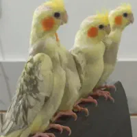 عروس هلندی  سخنگو