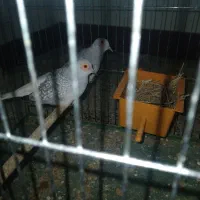 کبوتر|پرنده|اهواز, بیست متری شهرداری|دیوار