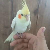 عروس هلندی دستی|پرنده|آذرشهر, |دیوار