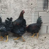 ۱۱ عدد جوجه رسمی مشکی یکدست ۵ ماهه