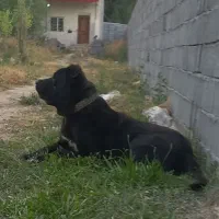 سگ سرابی|سگ|اردبیل, |دیوار