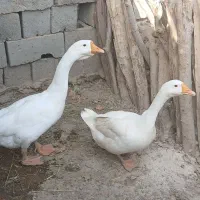 قوغاز خالماگوری مفت|حیوانات مزرعه|زابل, |دیوار