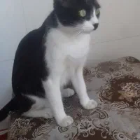 گربه|گربه|شهرکرد, |دیوار