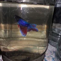 ماهی فایتر|ماهی|سنندج, |دیوار