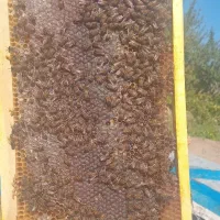 عسل سبلان|خوردنی و آشامیدنی|رشت, انصاری|دیوار