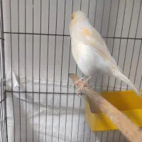 قناری ماده موزایکی درشت کشیده|پرنده|امیدیه, |دیوار