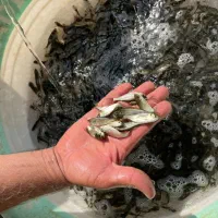 انواع بچه ماهی گرمابی