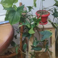 بافت سایز ۳۶ و گل|لباس|ارومیه, |دیوار