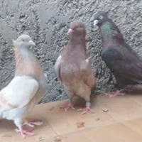 کبوتر خوب، سرور چاپی،و تعدادی کبوتر قیمت مناسب|پرنده|خورموج, |دیوار