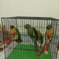 عروس کوتوله سانچیک راهب گرینچیک