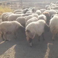گله میش و بره ..گوسفند ابستن|حیوانات مزرعه|رومشکان, |دیوار