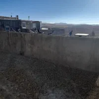 کبوتر|پرنده|قروه, |دیوار