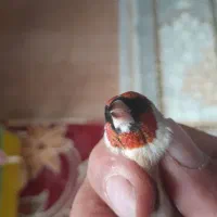 سهره چونه سفیدنر خاص|پرنده|پارس‌آباد, |دیوار