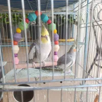 پرنده|پرنده|مسجد سلیمان, |دیوار