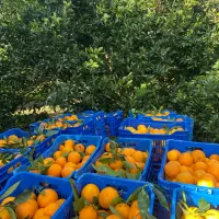 فقط فردا نارنگی