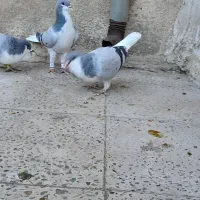 بدرنگ ماده|پرنده|الوند, |دیوار