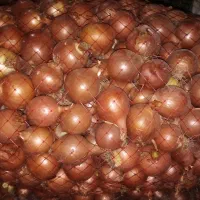 پیاز معمولی