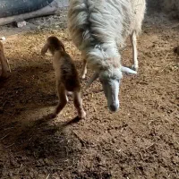 بره با کوسفند