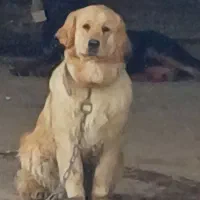 سگ گلدن رتریور