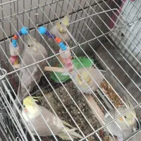 جوجه عروس هلندی