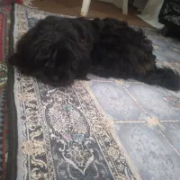 واگذاری سگ شیتزو