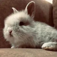 خرگوش لوپ سرحال و بازیگوش