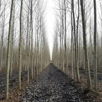 جشنواره بزرگ صنوبر هر نهال سرمایهای برای آینده