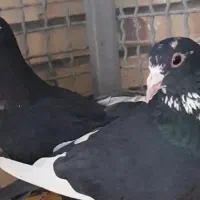 نرو ماده سیاه پلنگ
