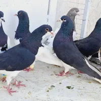 کبوتر