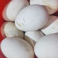 تخم غاز