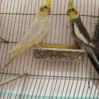 عروس هلندی مولد